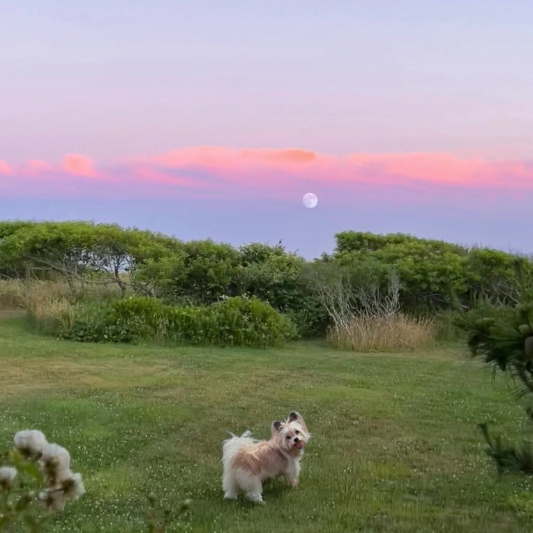 Artwork for Lulu Simon's new single, "Summer Dog."